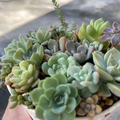 多肉植物の画像