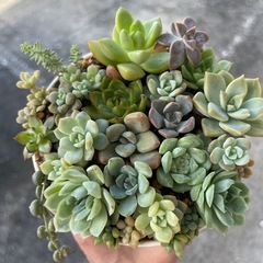 多肉植物の画像