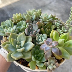 多肉植物の画像