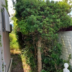大量の庭木の画像