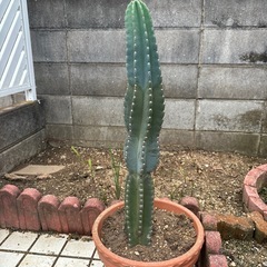 サボテン🌵の画像