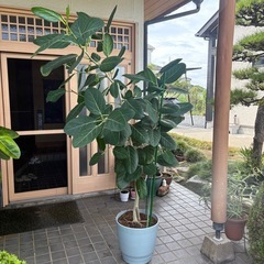 フォカス・アルテシーマ　（観葉植物）の画像