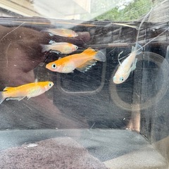 【現物】レッドクリフ紅白_♂1♀4の画像