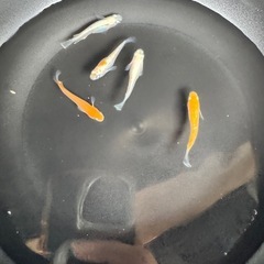【現物】レッドクリフ紅白_♂1♀4の画像