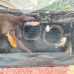 【現物】レッドクリフ紅白_♂1♀4の画像