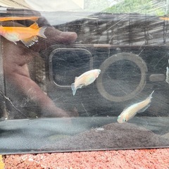 【現物】レッドクリフ紅白_♂1♀4の画像