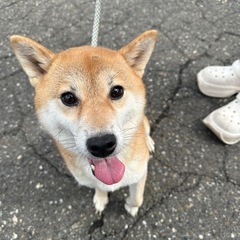 可愛くてサイズの小さい柴　　問い合わせが多いため一度中止い…