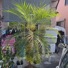 ヤシの木とハイビスカス🌴🌺の画像