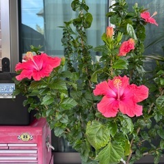 ヤシの木とハイビスカス🌴🌺の画像