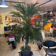 ヤシの木とハイビスカス🌴🌺の画像