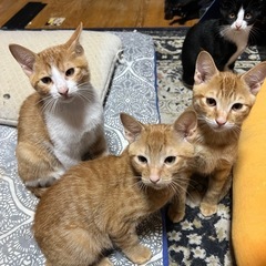 🐱茶柄brother's🐱