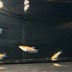 ランキングキーワードに紐づく投稿画像-メダカ