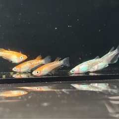 【改良メダカ　レッドクリフ紅白
タイプ（選外）：6ペア】の画像