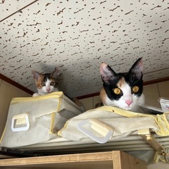🐱三毛猫ちゃん🐱