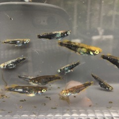 めだか鎧メダカの画像