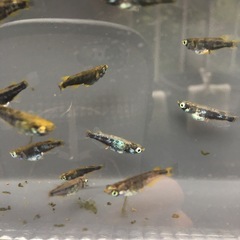 めだか鎧メダカの画像