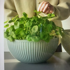 睡蓮鉢・メダカ鉢の画像