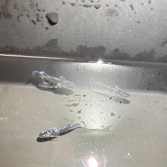 🐟.*･ﾟ真ギャツビー  メダカ  2ペアの画像