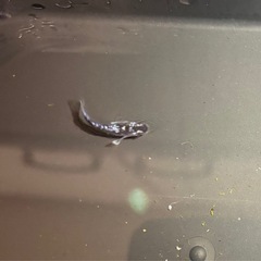 🐟.*･ﾟ真ギャツビー  メダカ  2ペアの画像