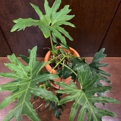 セロウム　観葉植物　の画像
