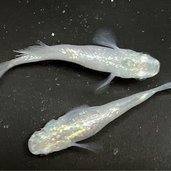 クラミツハ乱メダカ２匹+おまけの画像