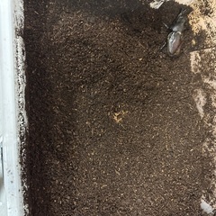 無料　あげます　カブトムシの卵　幼虫　０歳の画像