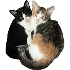 🐱黒白兄弟🐱