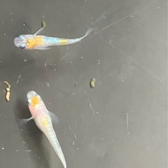 🌸桜餅メダカ若魚5匹セット🌸の画像