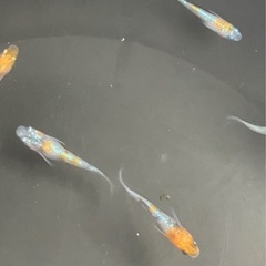🌸桜餅メダカ若魚5匹セット🌸の画像