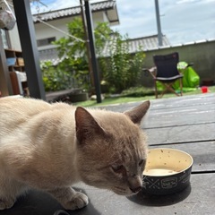 人慣れしている迷い猫さん。飼い主さん探しています。の画像