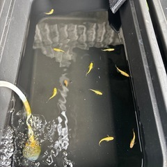 メダカの画像