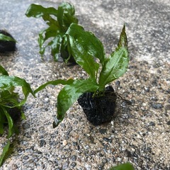 水草　  ミクロソリウム　溶岩石巻き付け済み の画像