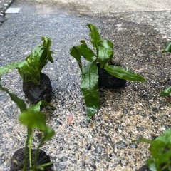 水草　  ミクロソリウム　溶岩石巻き付け済み の画像