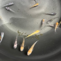 ［取引中］メダカ　雲州三色20匹の画像