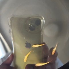 サンシャインめだかの画像