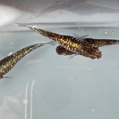 〈現物出品〉ハシビロコウ　MDFカガミ鱗　3匹セット♀3 〈まとめて取引大歓迎‼︎〉の画像