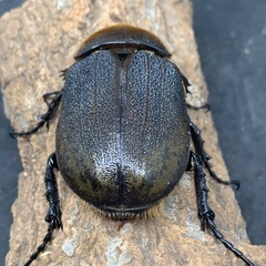 オスツノ折れヘラクレスオオカブトペアの画像