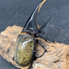 オスツノ折れヘラクレスオオカブトペアの画像