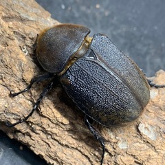 オスツノ折れヘラクレスオオカブトペアの画像