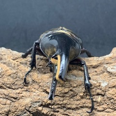 オスツノ折れヘラクレスオオカブトペアの画像