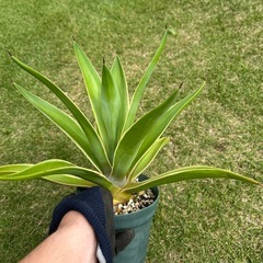 ベネズエラの画像