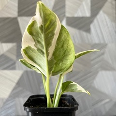 【観葉植物】✨貴重な品種✨のポトスエンジョイの画像