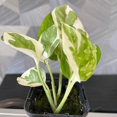 【観葉植物】✨貴重な品種✨のポトスエンジョイの画像
