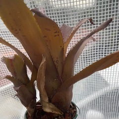 ホヘンベルギア　アイスティの画像