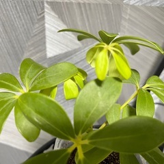 【観葉植物】　シェフレアコンパクタの画像