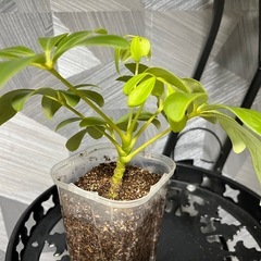 【観葉植物】　シェフレアコンパクタの画像