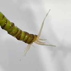 【観葉植物】　シェフレアコンパクタの画像