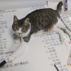 太極拳・推手・対練の練習会🪷単発参加OK！の画像