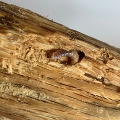 ①アマミヒラタクワガタ　2齢幼虫の画像