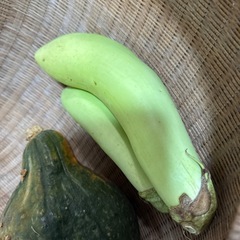 家庭菜園で採れた カボチャ➕茄子の画像
